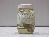 藏品(圓魨)的圖片